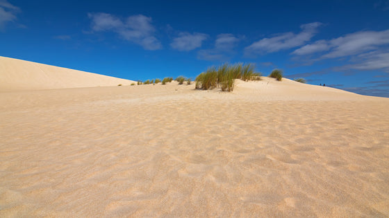 Beach Dune Raiders
